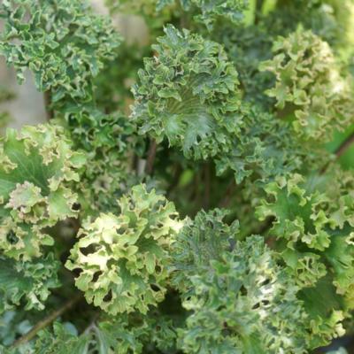 Farfugium japonicum 'Wavy Gravy'